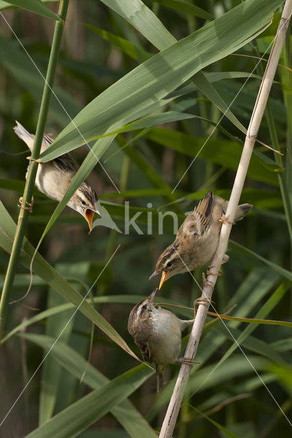 Sedge Warbler (Acrocephalus schoenobaenus)