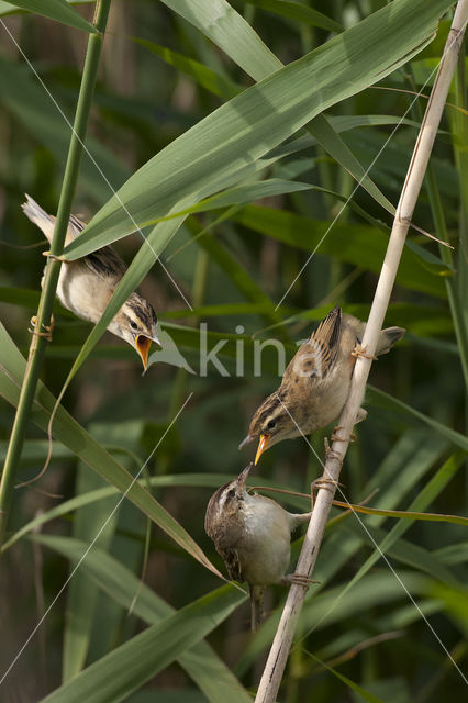 Rietzanger (Acrocephalus schoenobaenus)