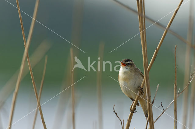 Rietzanger (Acrocephalus schoenobaenus)