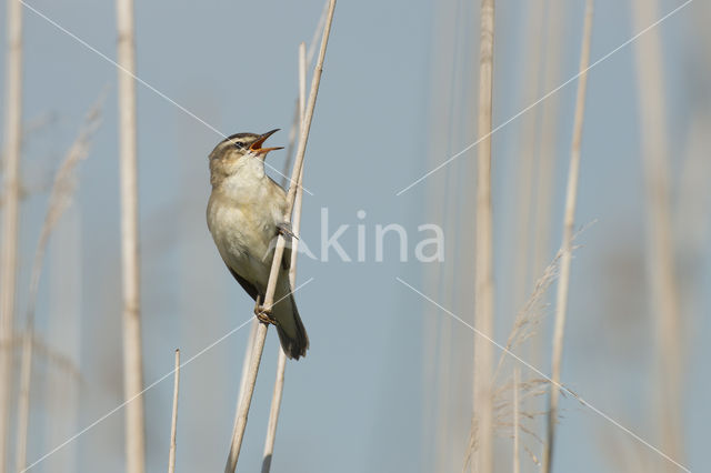 Sedge Warbler (Acrocephalus schoenobaenus)