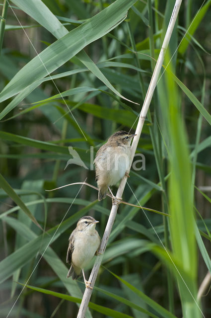 Rietzanger (Acrocephalus schoenobaenus)