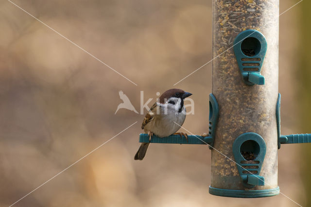 Ringmus (Passer montanus)