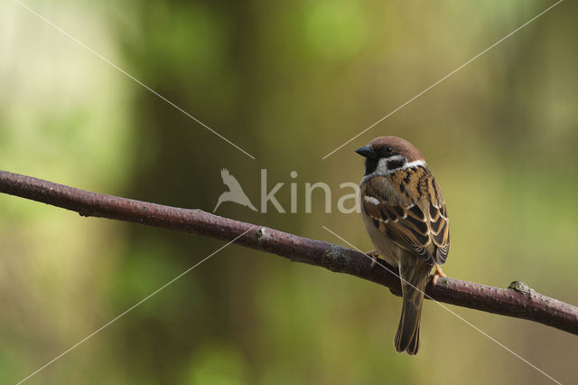 Eurasian Tree Sparrow (Passer montanus)