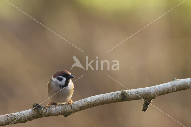 Eurasian Tree Sparrow (Passer montanus)