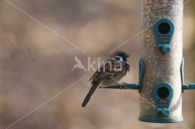 Ringmus (Passer montanus)