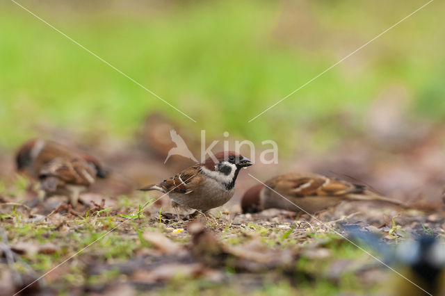 Eurasian Tree Sparrow (Passer montanus)