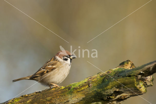 Eurasian Tree Sparrow (Passer montanus)