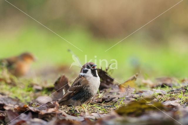 Eurasian Tree Sparrow (Passer montanus)