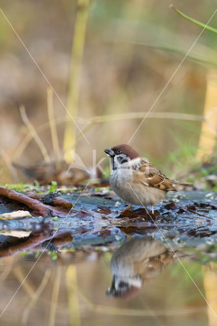 Eurasian Tree Sparrow (Passer montanus)