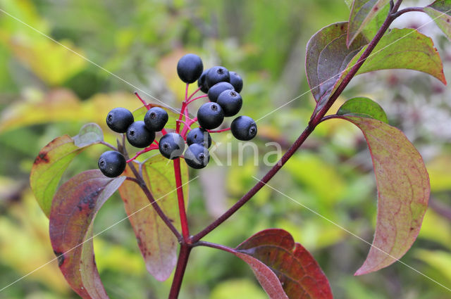 Dogwood (Cornus sanguinea)