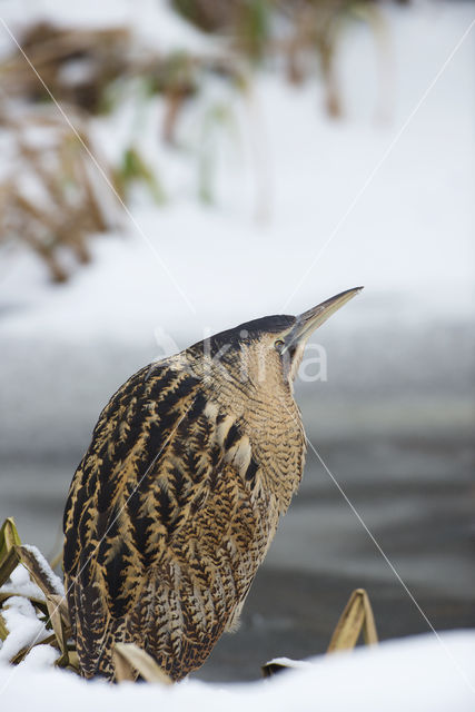 Bittern (Botaurus stellaris)