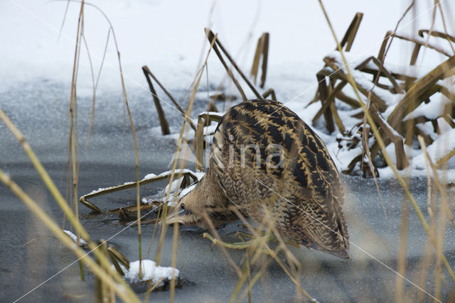 Bittern (Botaurus stellaris)