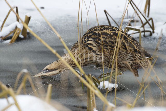 Bittern (Botaurus stellaris)