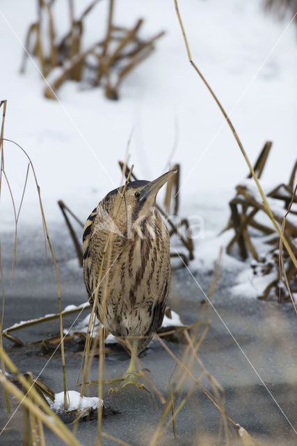 Roerdomp (Botaurus stellaris)