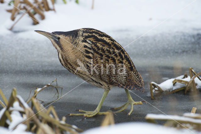 Bittern (Botaurus stellaris)