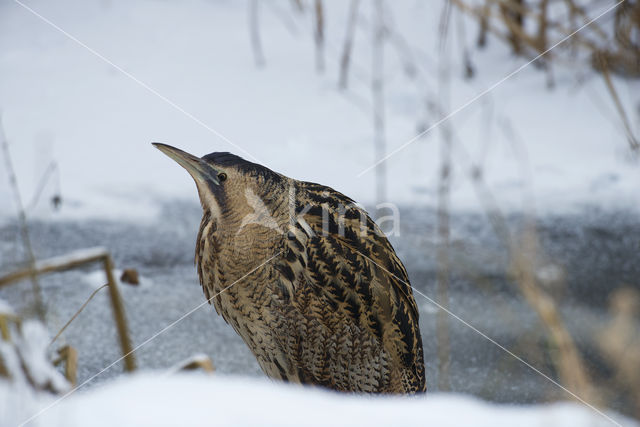 Roerdomp (Botaurus stellaris)