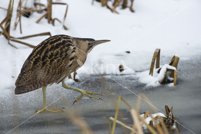 Bittern (Botaurus stellaris)