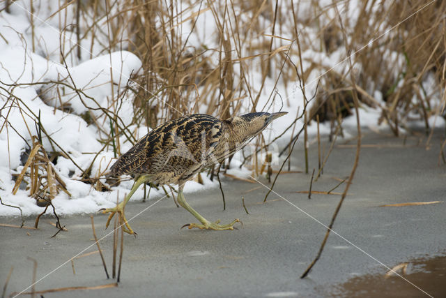 Bittern (Botaurus stellaris)
