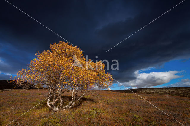 Rondane National Park