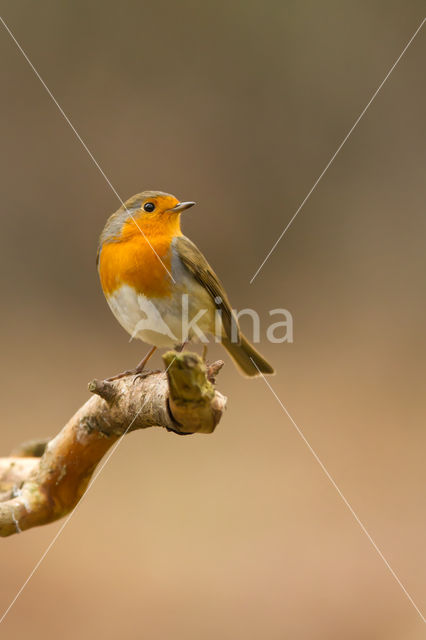 European Robin (Erithacus rubecula)