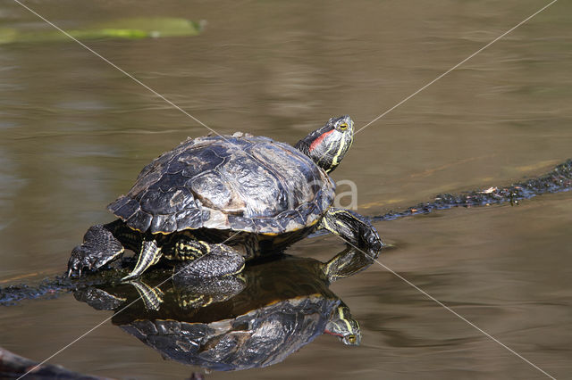 Roodwangschildpad (Trachemys scripta elegans)