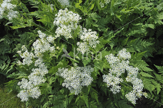 Sweet Cicely (Myrrhis odorata)