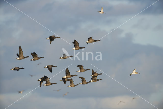 Rotgans (Branta bernicla)