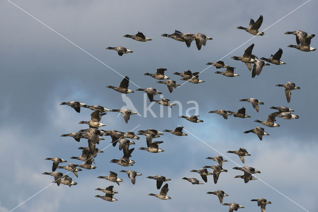 Rotgans (Branta bernicla)