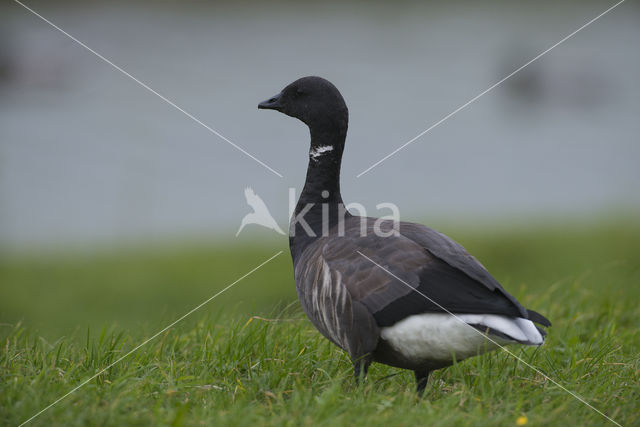 Rotgans (Branta bernicla)