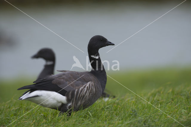 Brent Goose (Branta bernicla)