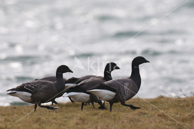 Rotgans (Branta bernicla)