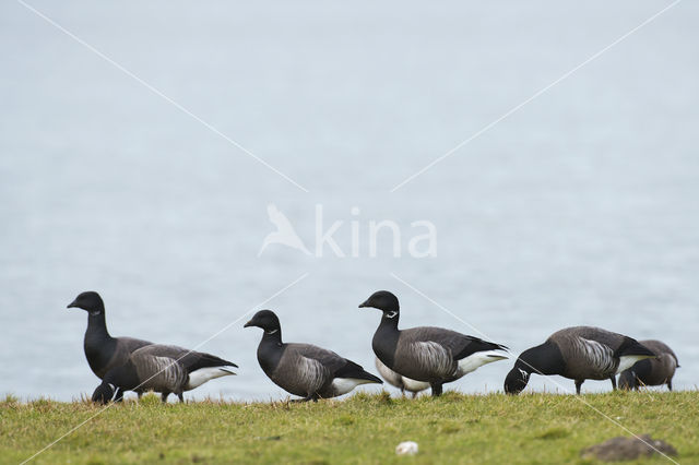 Rotgans (Branta bernicla)