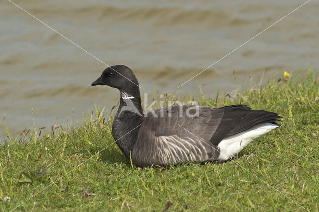 Rotgans (Branta bernicla)