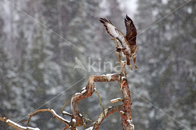 Ruigpootbuizerd (Buteo lagopus)