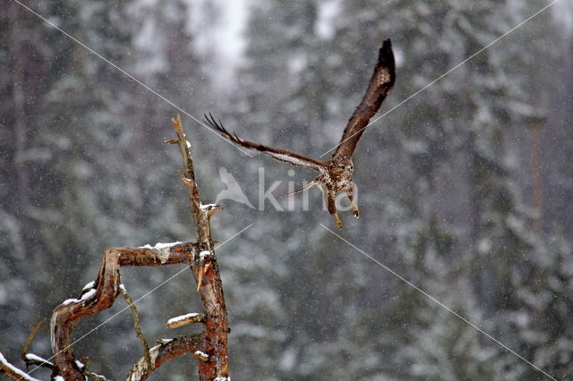 Rough-legged Buzzard (Buteo lagopus)