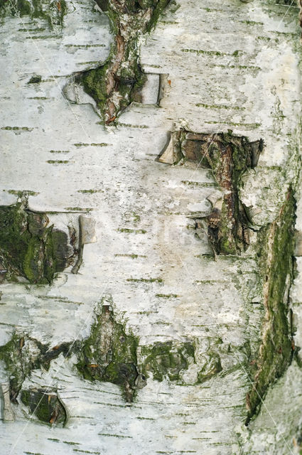 Silver Birch (Betula pendula)