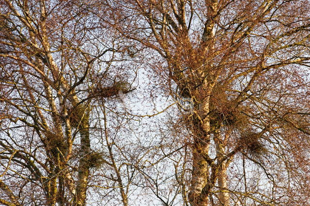 Ruwe berk (Betula pendula)