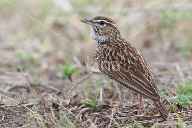 Sabota Lark (Mirafra sabota)