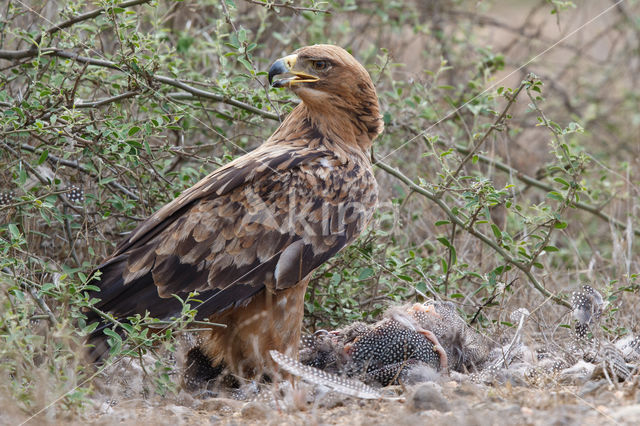 Savannearend (Aquila rapax)