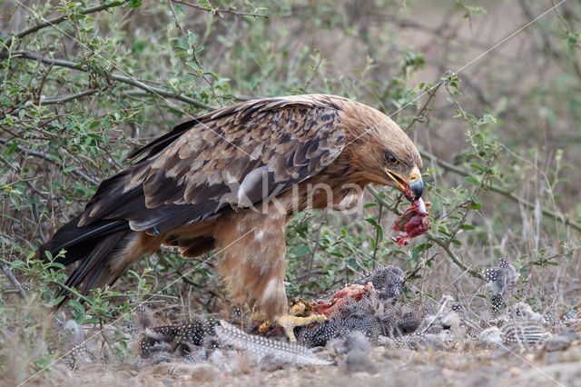 Savannearend (Aquila rapax)