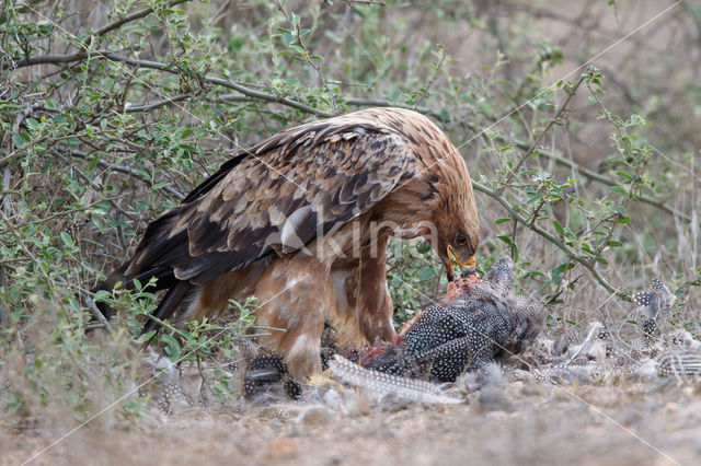 Savannearend (Aquila rapax)