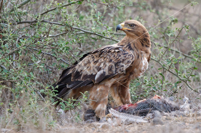 Savannearend (Aquila rapax)