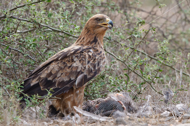 Tawny Eagle (Aquila rapax)