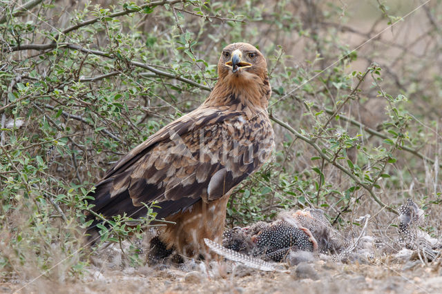 Savannearend (Aquila rapax)