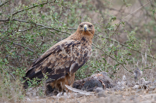 Savannearend (Aquila rapax)