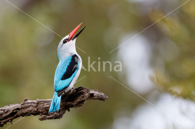 Senegalese Ijsvogel (Halcyon senegalensis)