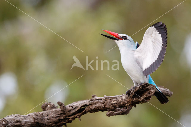 Woodland Kingfisher (Halcyon senegalensis)