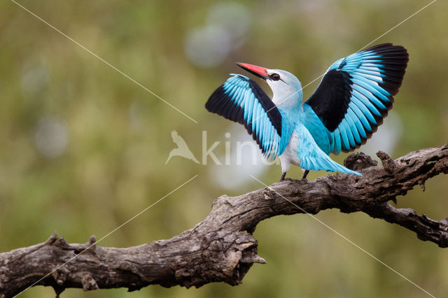 Woodland Kingfisher (Halcyon senegalensis)