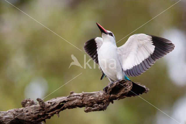 Senegalese Ijsvogel (Halcyon senegalensis)