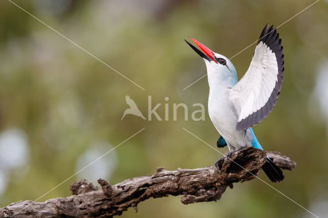 Woodland Kingfisher (Halcyon senegalensis)